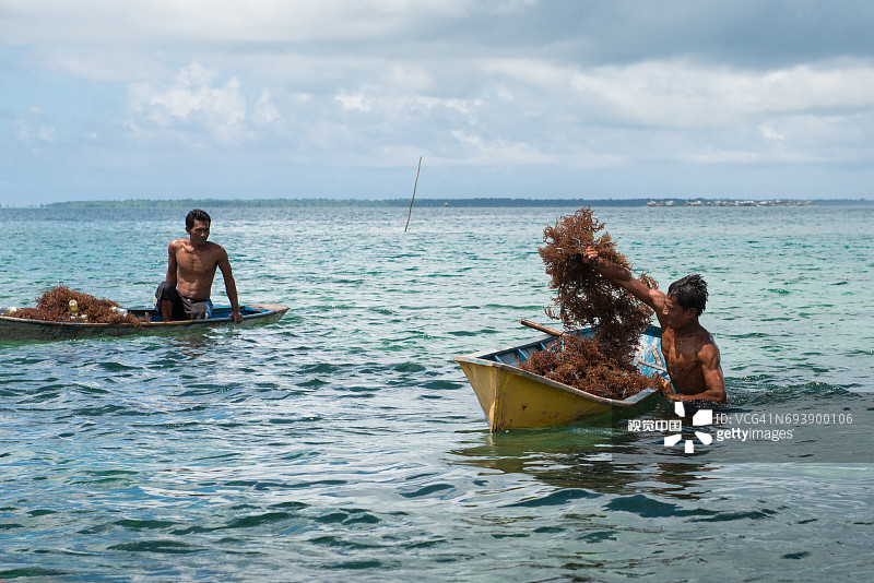 农民收获新鲜海藻图片素材