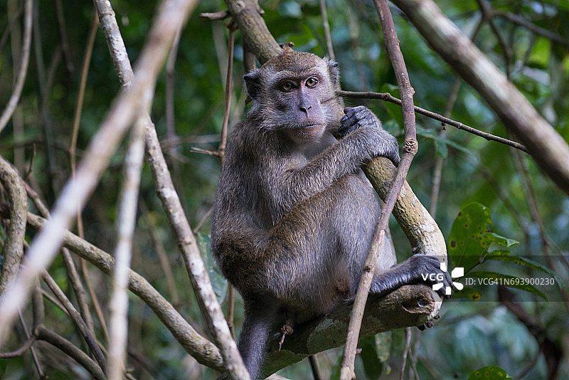 野外的菲律宾长尾猕猴图片素材