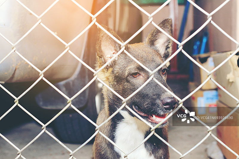 笼子里的泰国狗：悲伤的狗在狗舍的铁丝网后向外看图片素材
