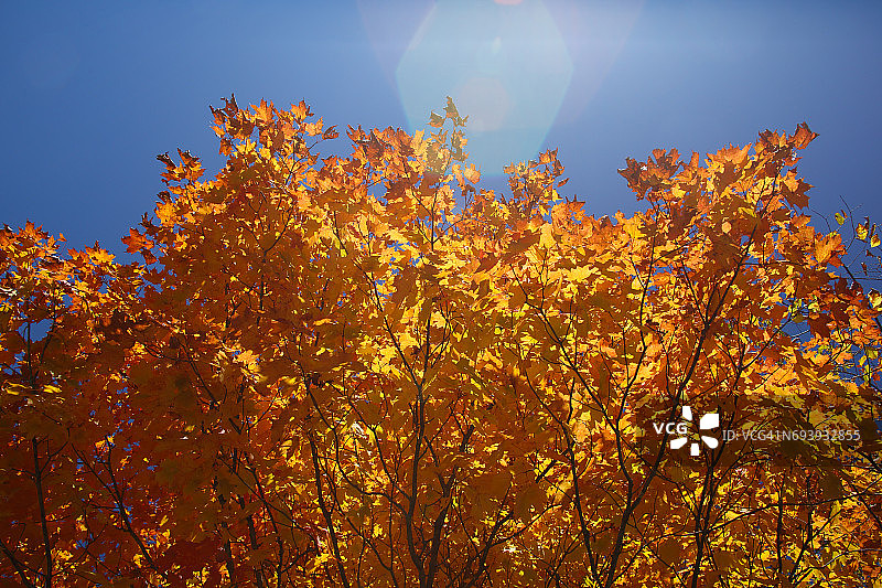 枫树顶部的橙色树叶图片素材