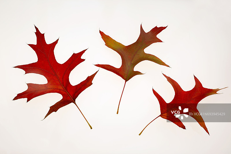 三片北方红橡树叶摆件图片素材