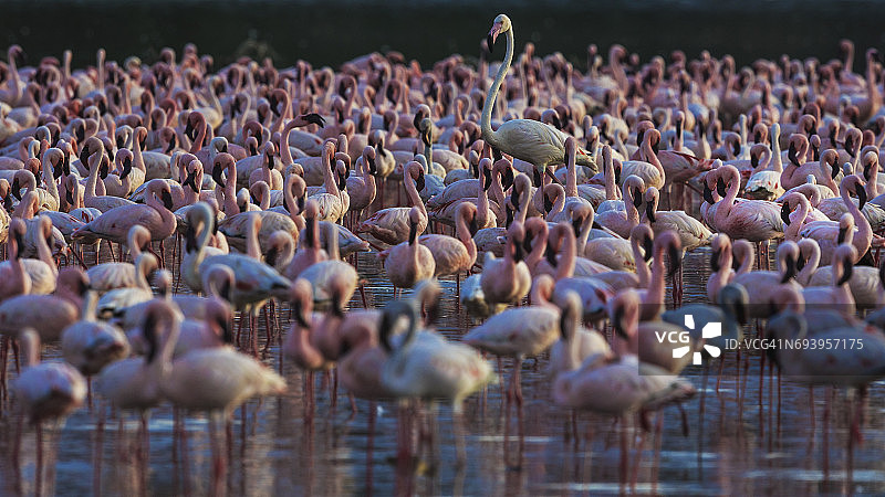 被数百只小红鹳包围图片素材