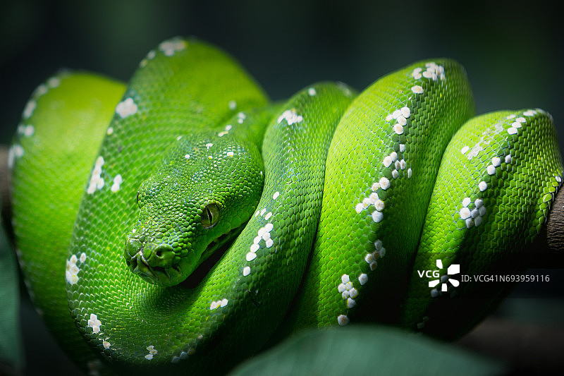 绿蛇特写图片素材