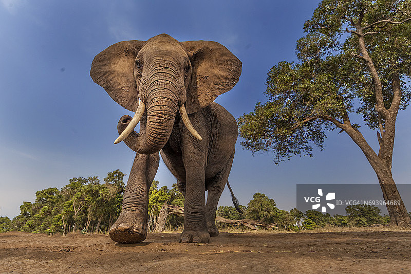 移动中的非洲象图片素材