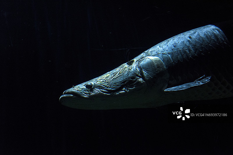 巨骨舌鱼图片素材