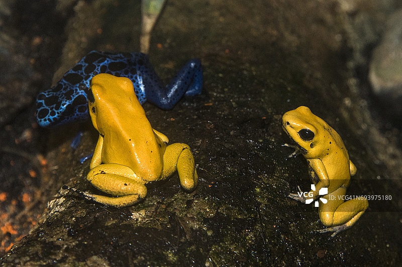 金色箭毒蛙图片素材