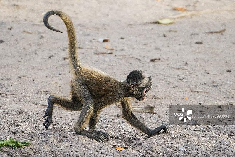 黑掌蜘蛛猴图片素材