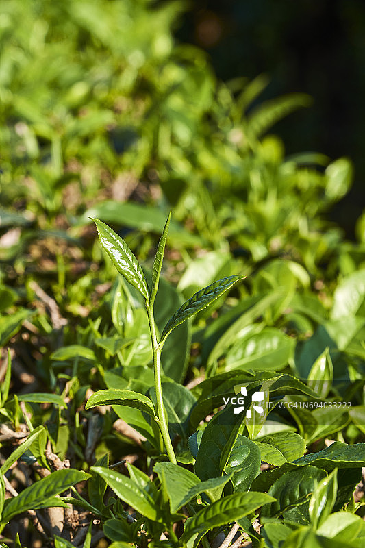 中国云南普洱茶园茶叶图片素材