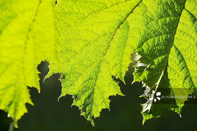 英国温德米尔Holehird花园里的大王菜叶图片素材
