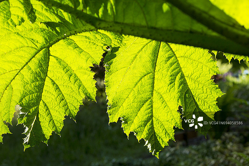 英国温德米尔Holehird花园里的大王菜叶图片素材