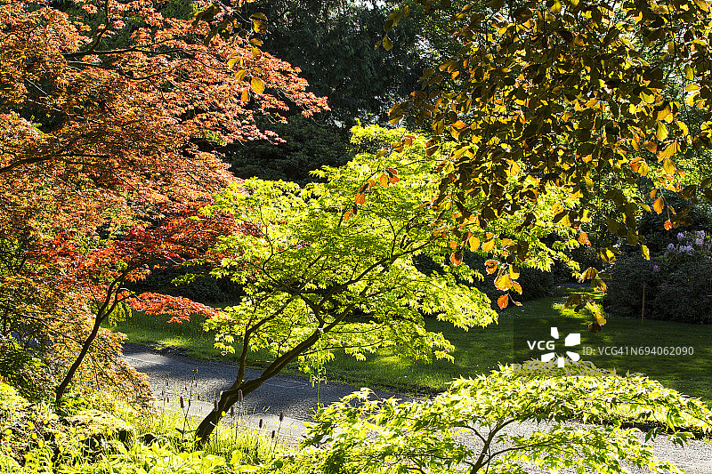 英国温德米尔Holehird花园的彩色树叶图片素材