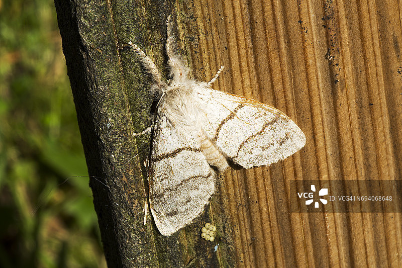 淡色苔藓蛾图片素材