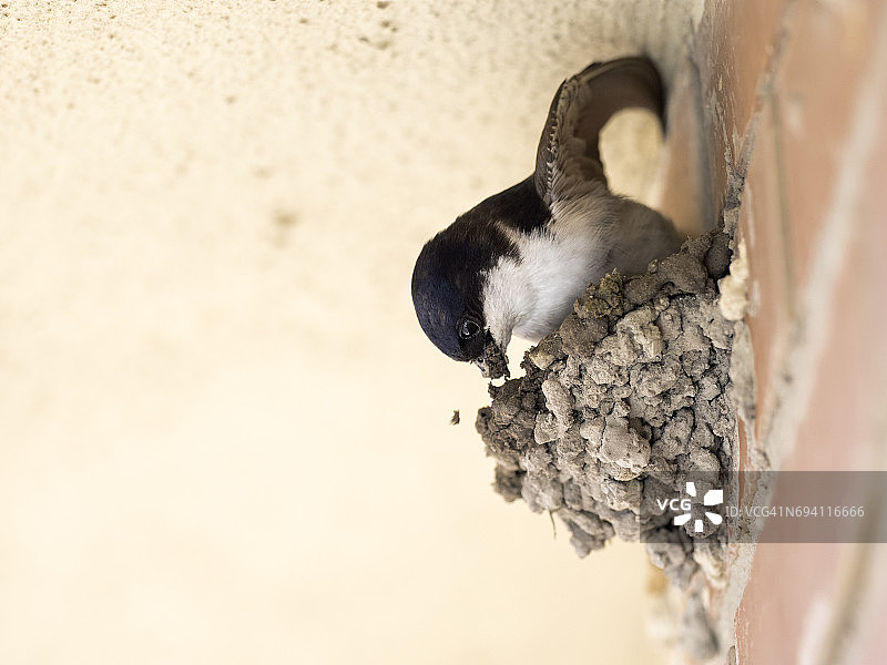 普通毛脚燕成鸟筑泥巢图片素材