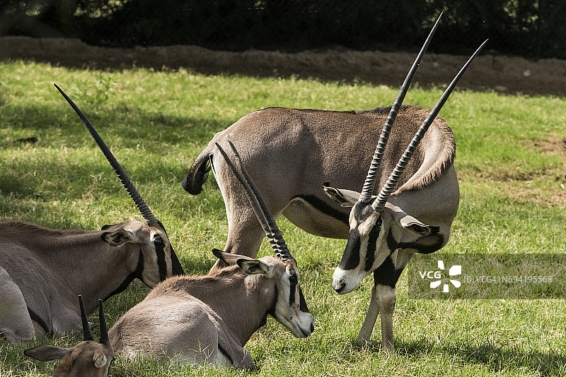 贝萨羚羊图片素材