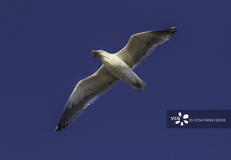 飞翔中的加州海鸥与筑巢材料图片素材