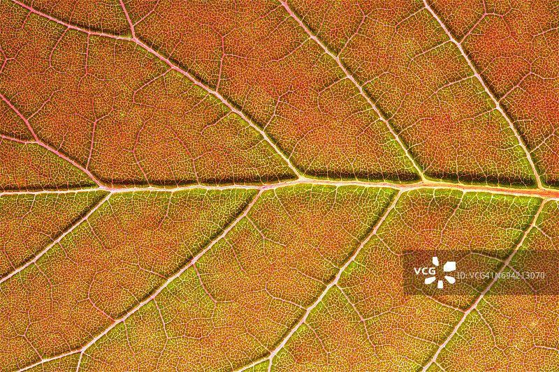 逆光红黄金色树叶高清细节图片素材