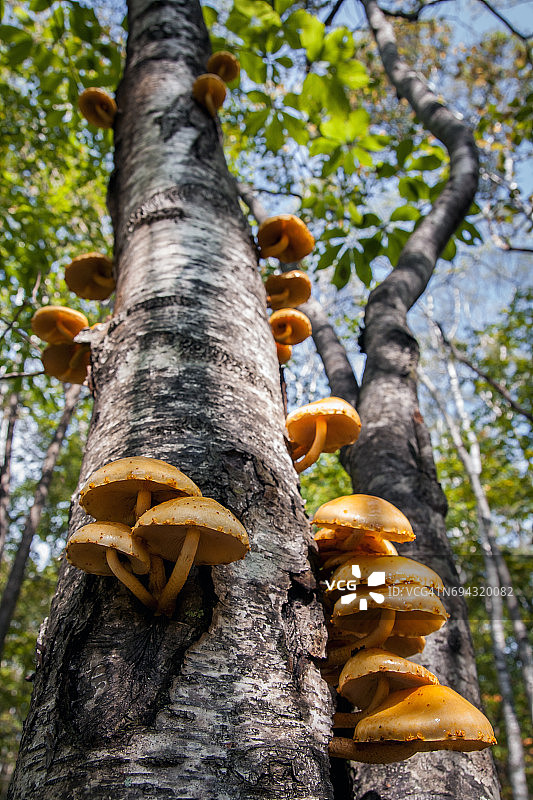 树上大量生长的鳞伞蘑菇图片素材