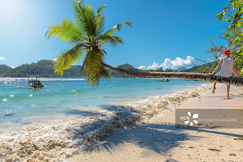 热带海滩上的椰子树图片素材