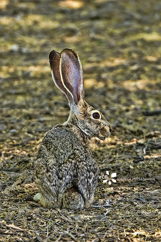 黑尾兔图片素材