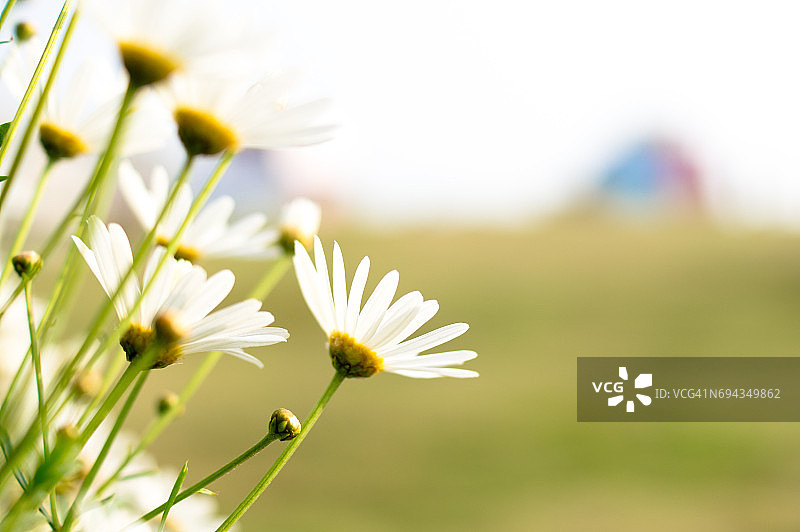 除虫菊的花朵图片素材