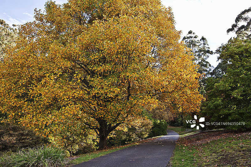 澳大利亚墨尔本丹德农山脉的杜鹃花园图片素材