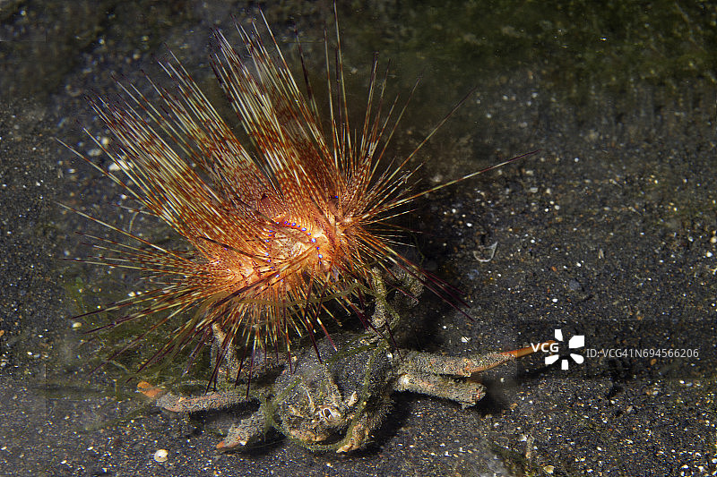 海胆蟹图片素材