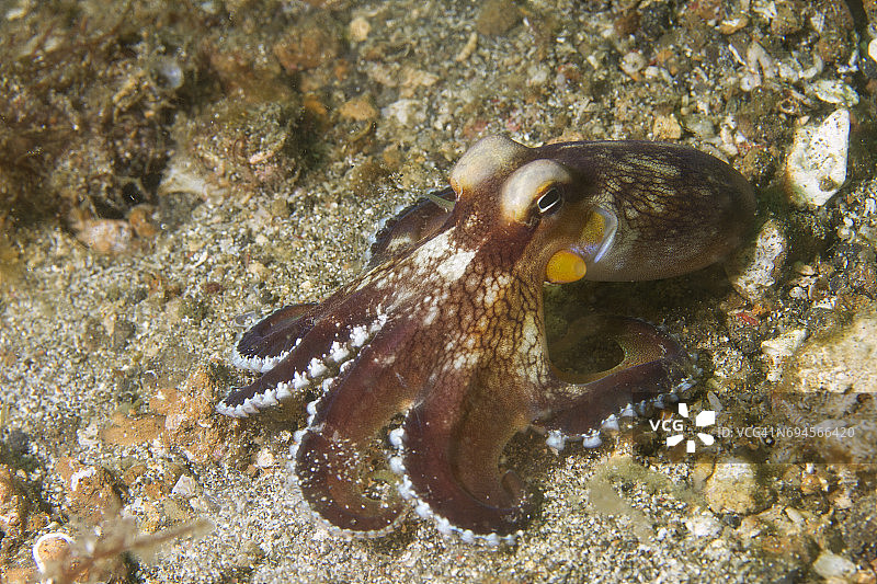 椰子章鱼图片素材