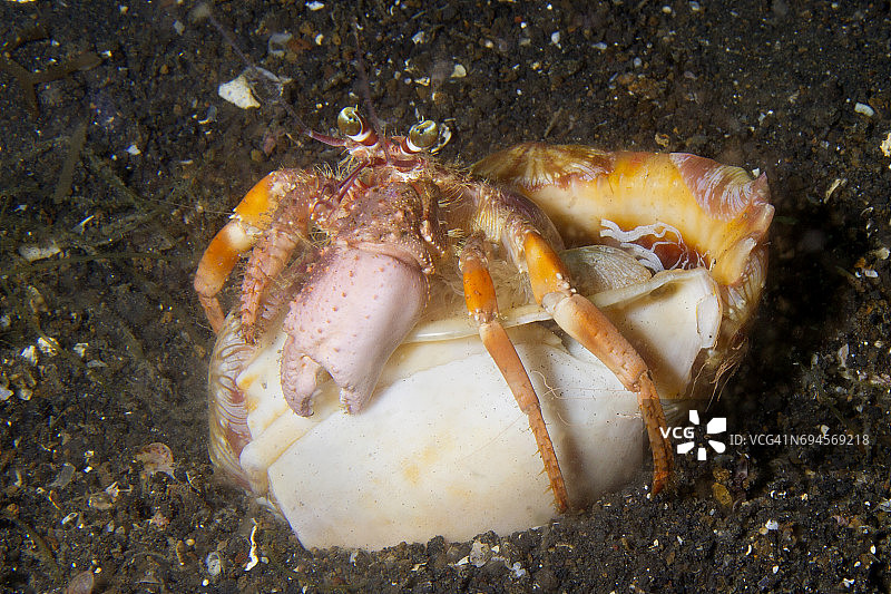 银莲花寄居蟹图片素材