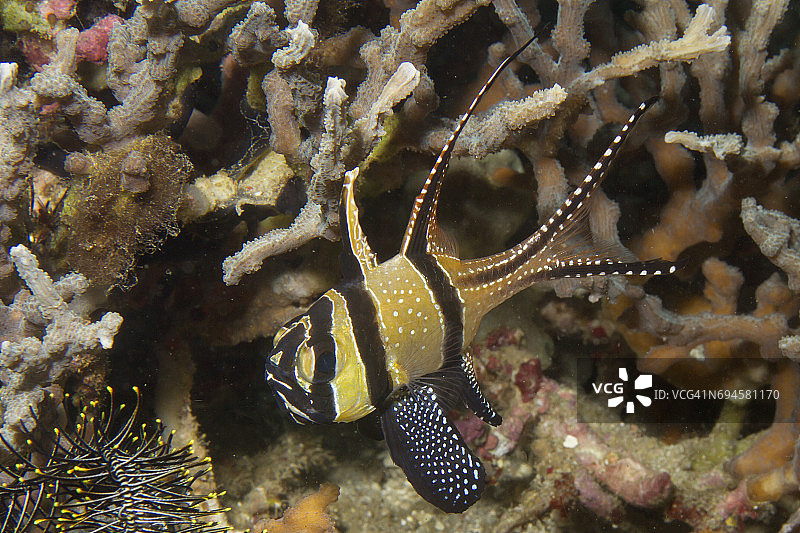 邦盖海葵鱼图片素材