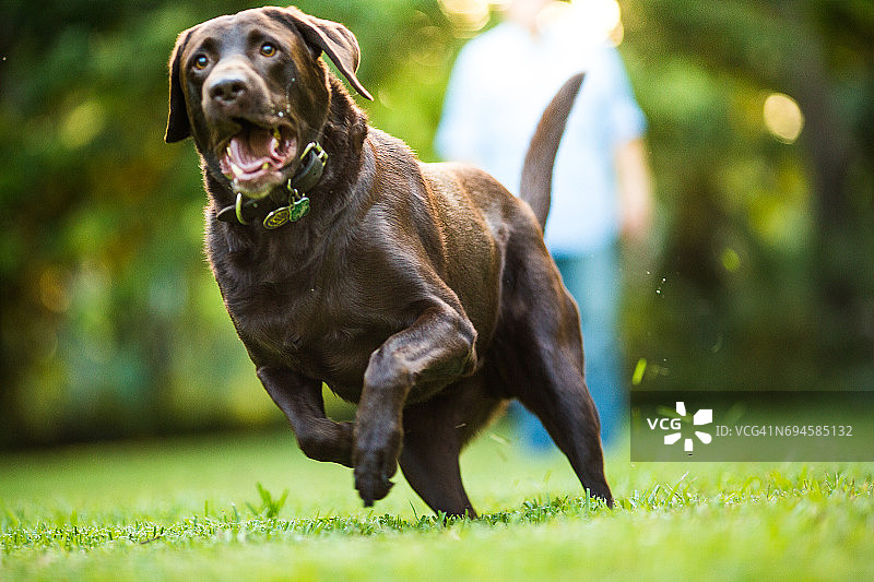 训练拉布拉多犬的老年人图片素材