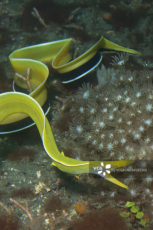 丝带鳗鱼（雌性）特写图片素材