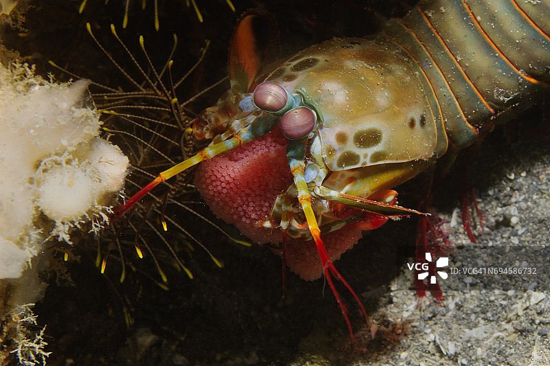 充满卵的孔雀螳螂虾特写图片素材