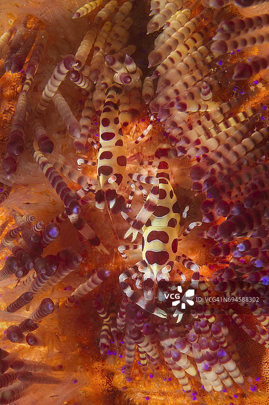 科尔曼虾图片素材