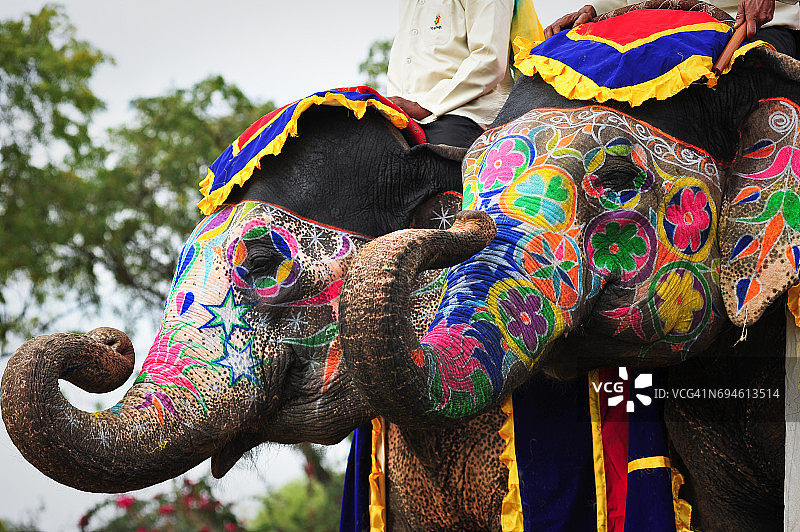 斋浦尔大象节上展示象鼻的两头大象，印度拉贾斯坦邦图片素材