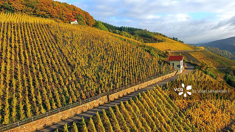 萨尔堡附近萨尔河谷的秋季葡萄园图片素材