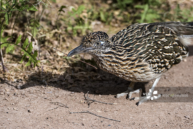 大走鹃图片素材
