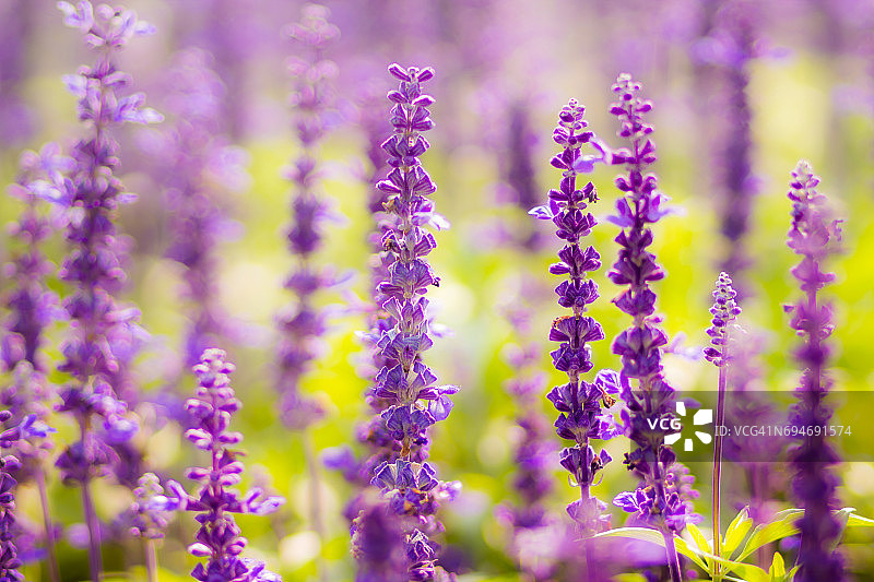 阳光明媚的田野里紫色薰衣草花朵的特写图片素材