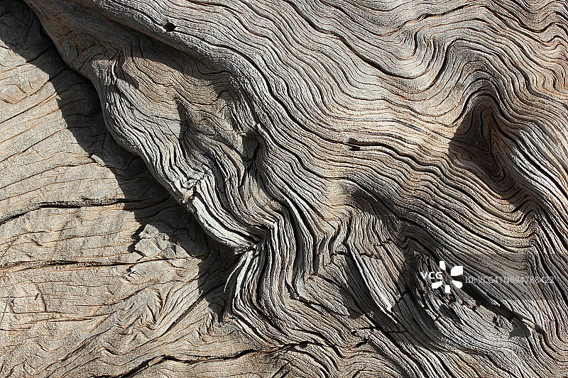 树背景图片素材