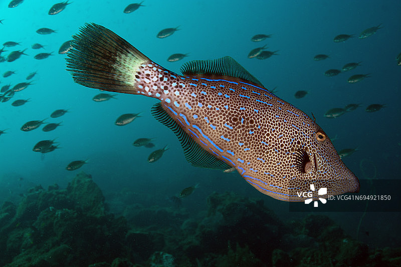 涂鸦Filefish图片素材