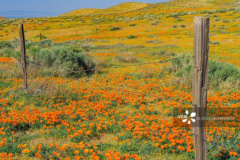 加州金罂粟花，羚羊谷图片素材
