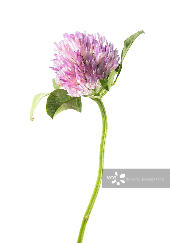 白色背景下的红车轴草（药用植物）图片素材