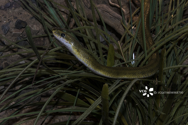 绿鼠蛇图片素材