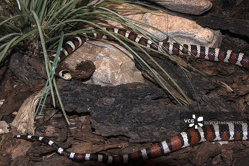 亚利桑那山王蛇图片素材