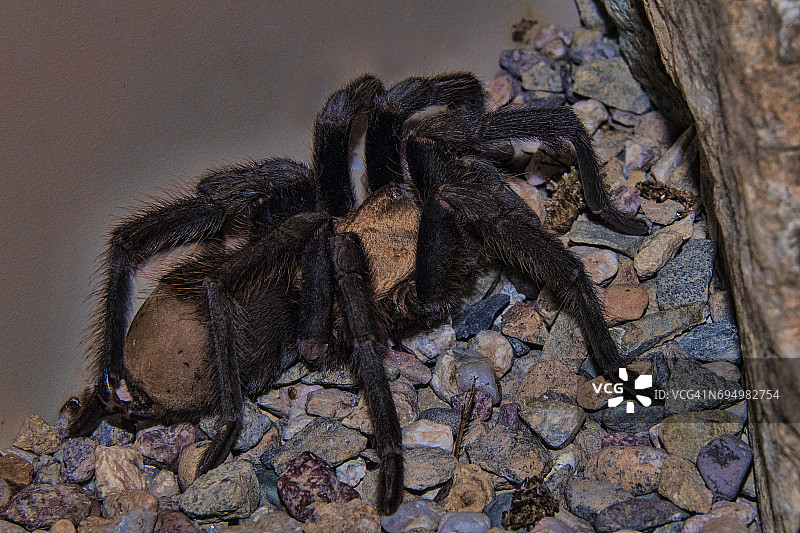 沙漠狼蛛图片素材