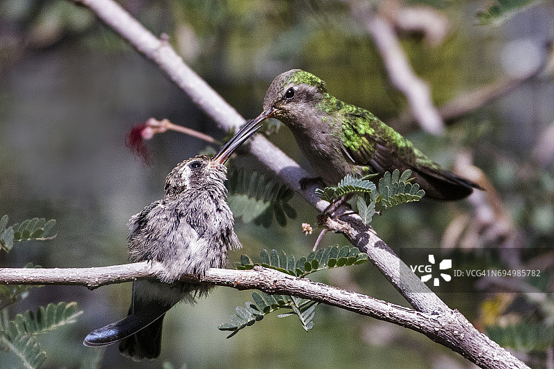 科斯塔蜂鸟宝宝在筑巢图片素材