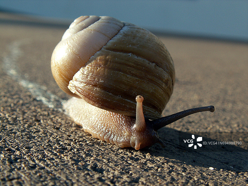 蜗牛的痕迹图片素材