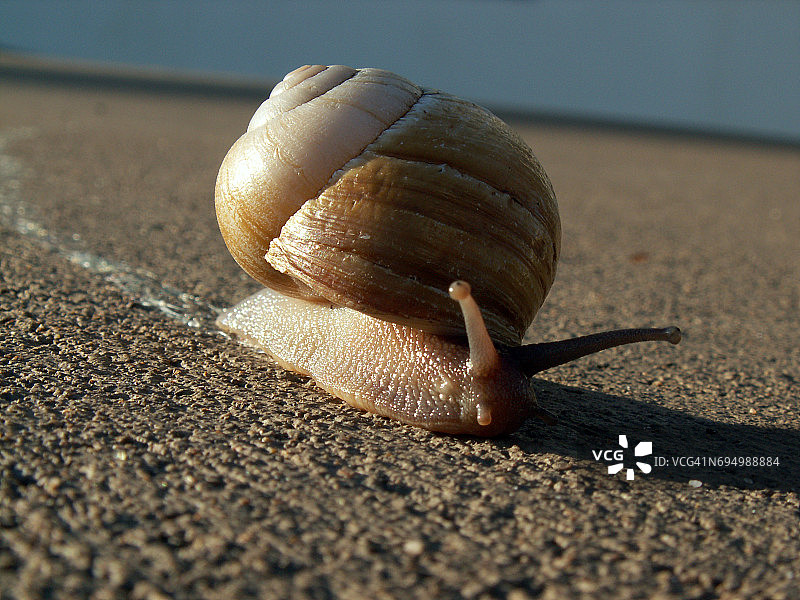 蜗牛的痕迹图片素材