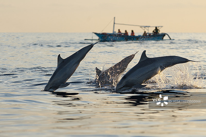 三只海豚在渔船附近跃入海中图片素材