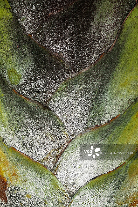 Ravenala,特内里费岛，加那利群岛，西班牙图片素材