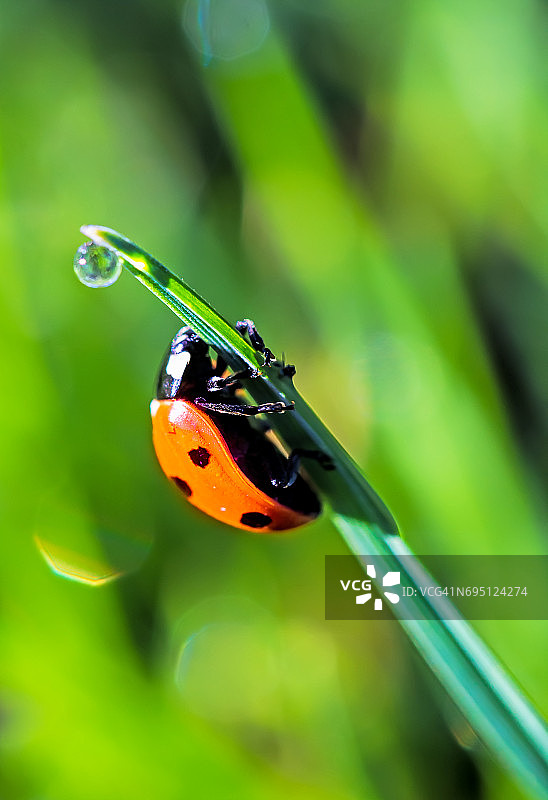 草叶上的瓢虫图片素材